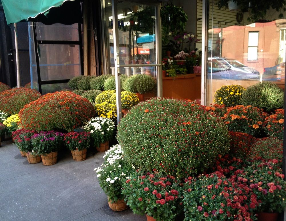 Fall In Park Slope: Giant Mums