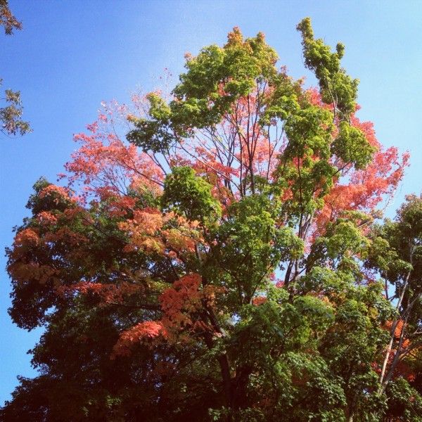 Fall Leaves in Prospect Park