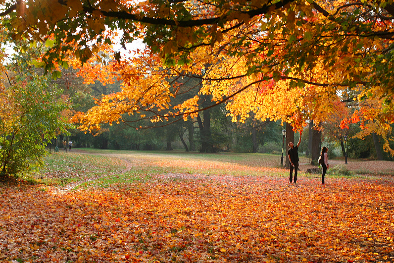 Prospect Park, fall leaves on trees