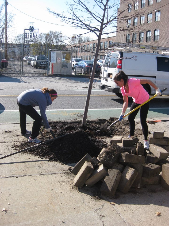 Help Trees & Bring Home A Free One At The Gowanus Canal Conservancy’s Salt Lot