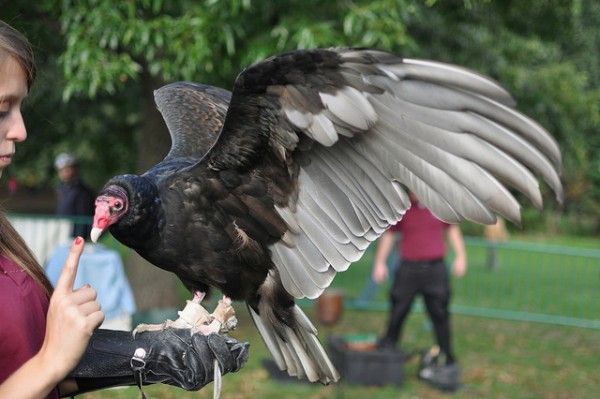 Turkey Vulture at Raptor Fest