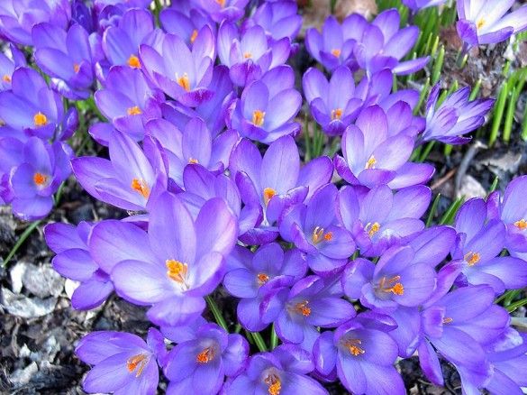 If you ask me, Sheepshead Bay could definitely use some more crocuses. Source: Wikipedia