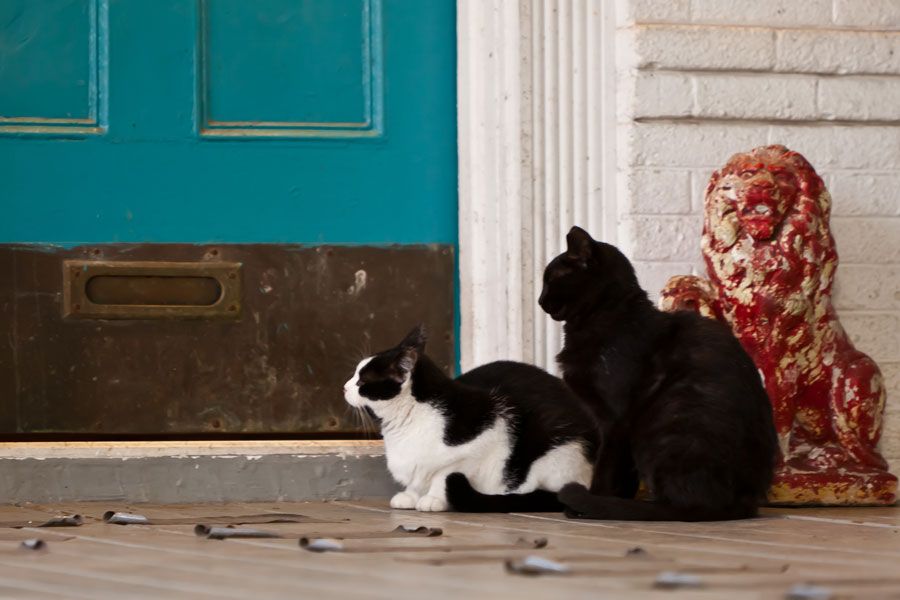 e 19th street cats by Adelia Honeywood Harrison