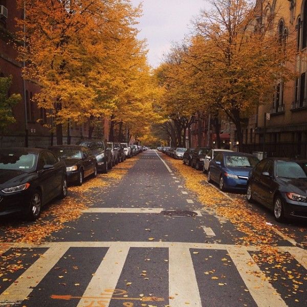 Golden fall leaves