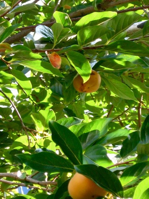 persimmon by tracey hohman