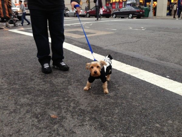 Dog in costume