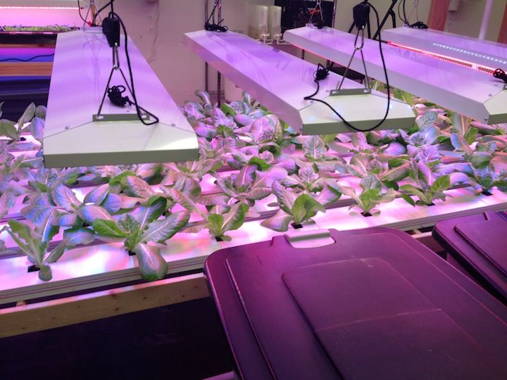 camba hydroponic lettuce farm