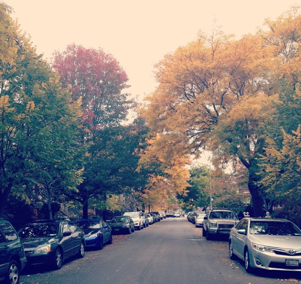 street and fall trees by kayllen