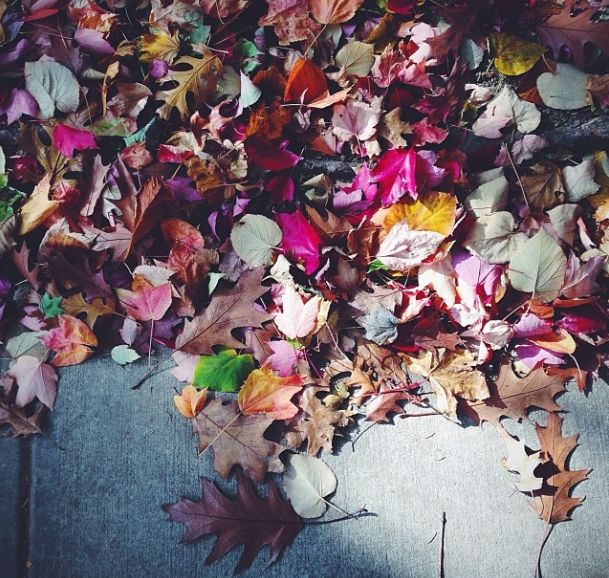 fall leaves by aerialplankton