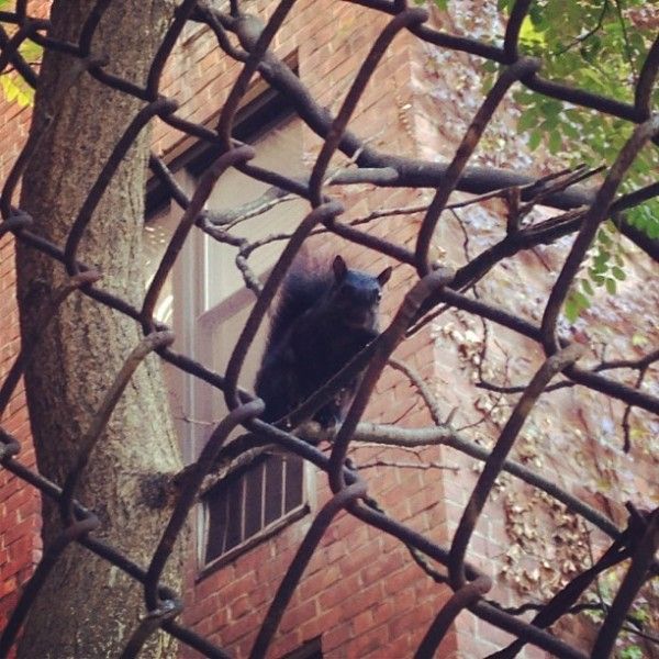 black squirrel peek a boo