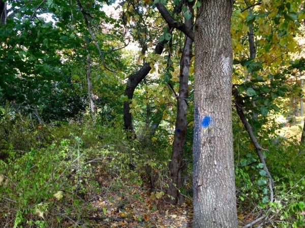 Prospect Park tree with blue marking