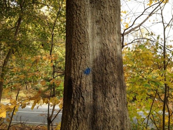 Prospect Park tree with blue marking