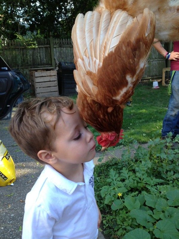 kiss a chicken