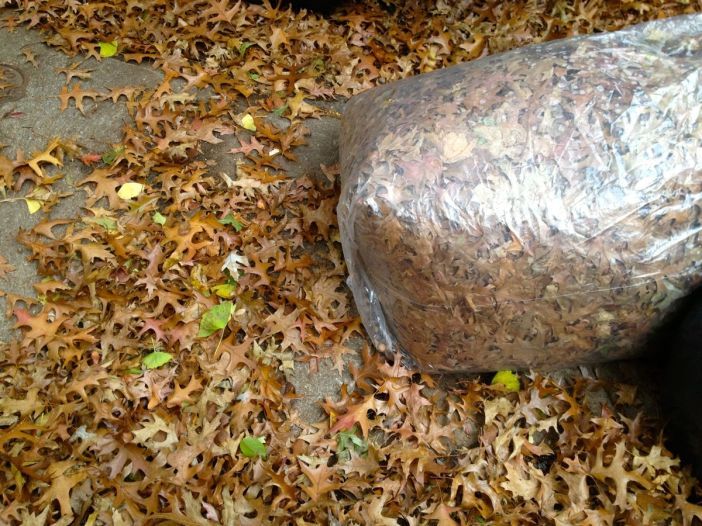 Bag of fall leaves