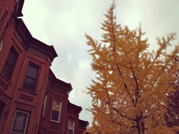 fall ginkgo