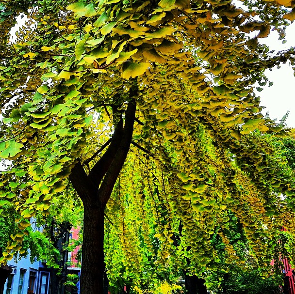 Photo Of The Day: Ginkgo In Fall