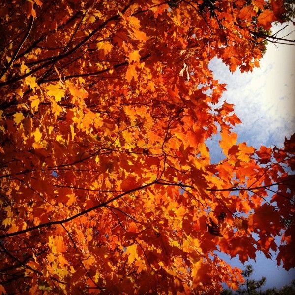 Fall Tree Leaves in Prospect Park