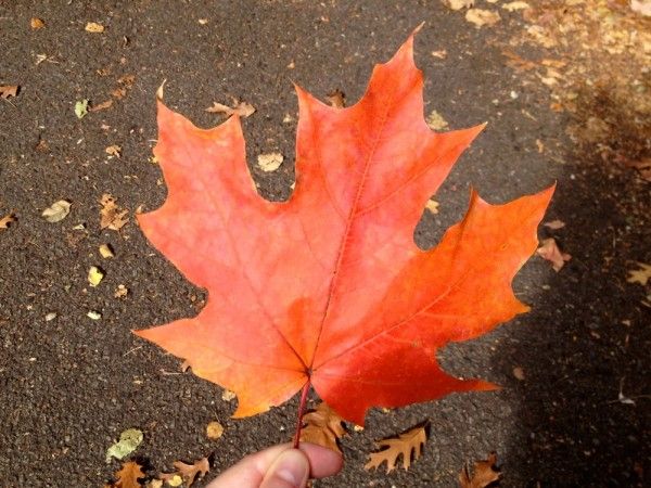 Maple Leaf, Fall In Prospect Park