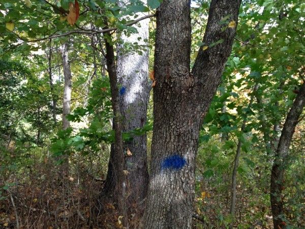 Prospect Park trees with blue dots