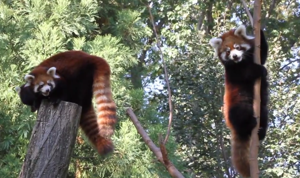 Our New Red Panda Cub Neighbors!