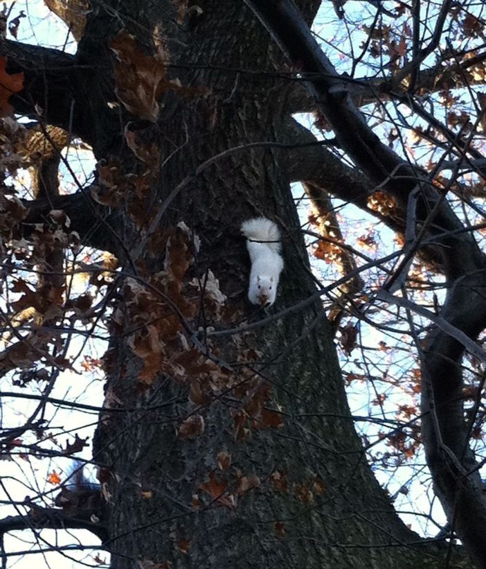 White Squirrel by Courtney Patton