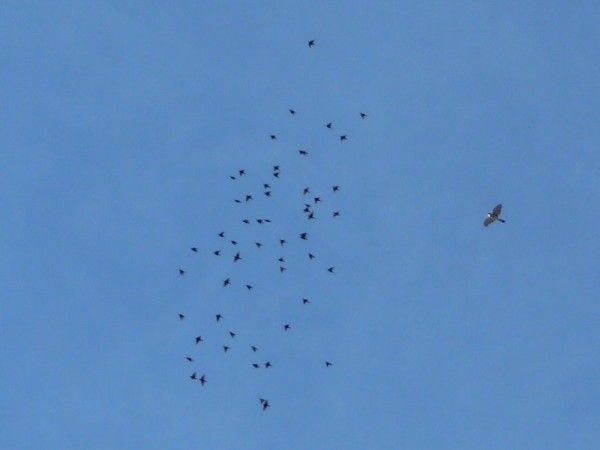 Hawk Chasing Starlings Over 6th Ave