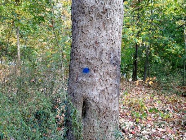 Prospect Park tree marked with blue dot