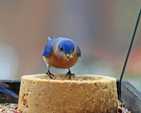 bluebird by frank ripp, via the national audubon society