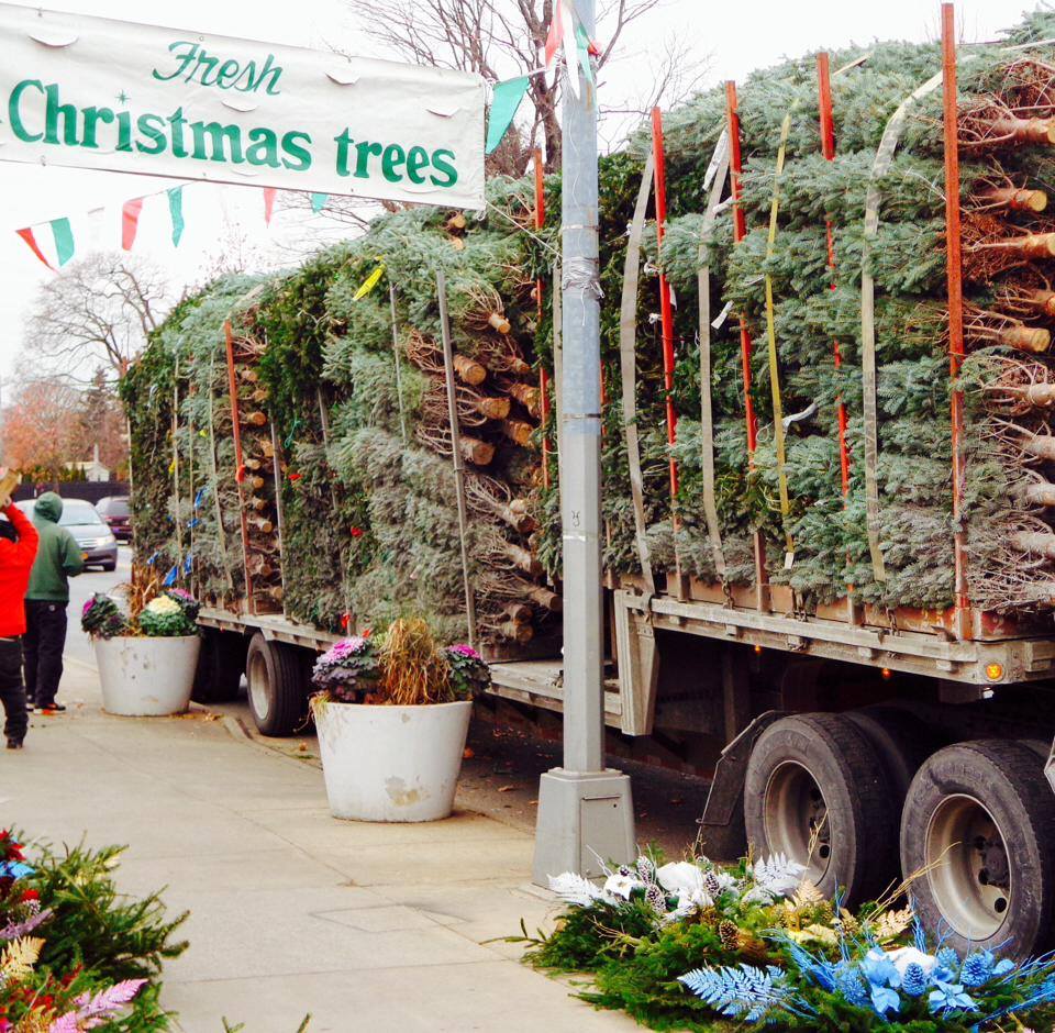 christmas trees via shannon florist & nursery