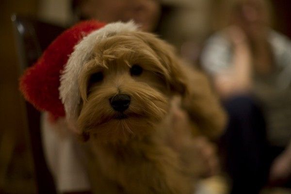 santa hat dog by flyover