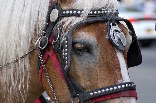 carriage horse by Julian Schroeder