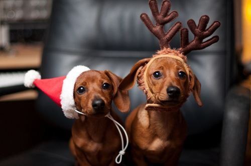 christmas santa hat dogs