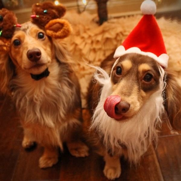 Christmas Dogs