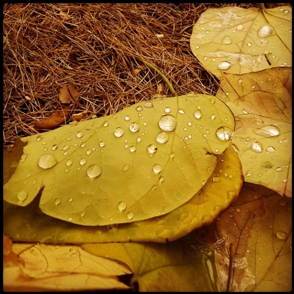 dew on leaves by johnnydoubleu