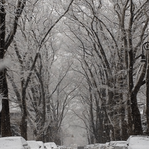 snowy trees by natirabinowitz