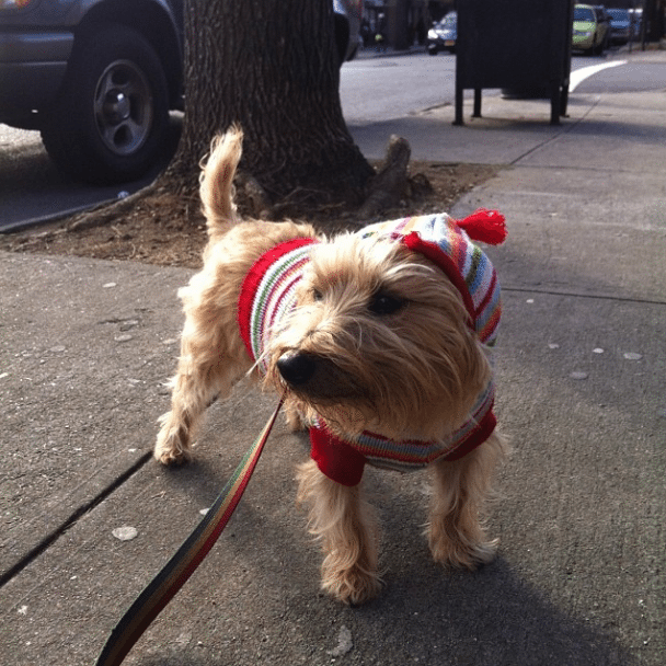 christmas dog via melissalmt