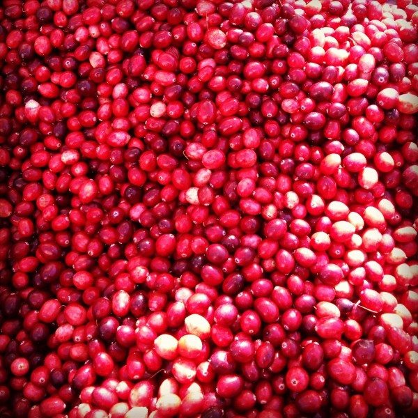 Cranberries at Cortelyou Greenmarket