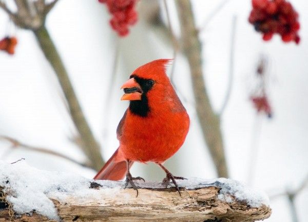 Cardinal by Jerry Acton, courtsey National Audubon Society