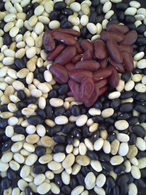 Beans by Cayuga Pure Organics