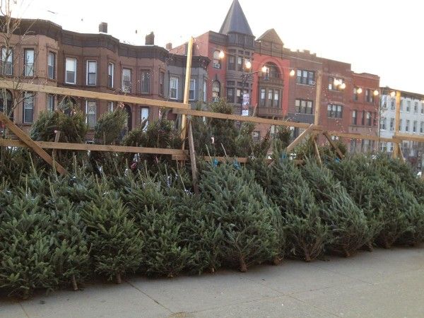 Christmas Trees for sale