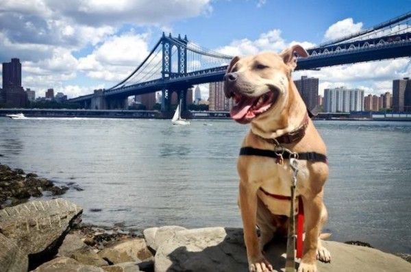 Loretta the dog, via Foster Dogs NYC