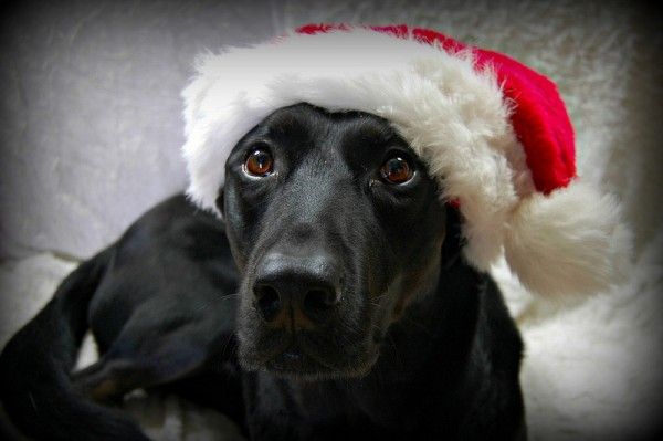 Santa Dog by jumping lab on Flickr