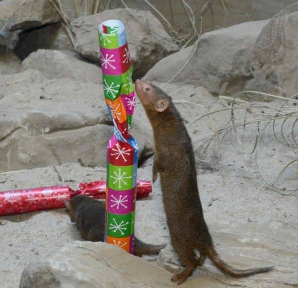 Mongoose and presents, by Julie Larsen Maher/WCS