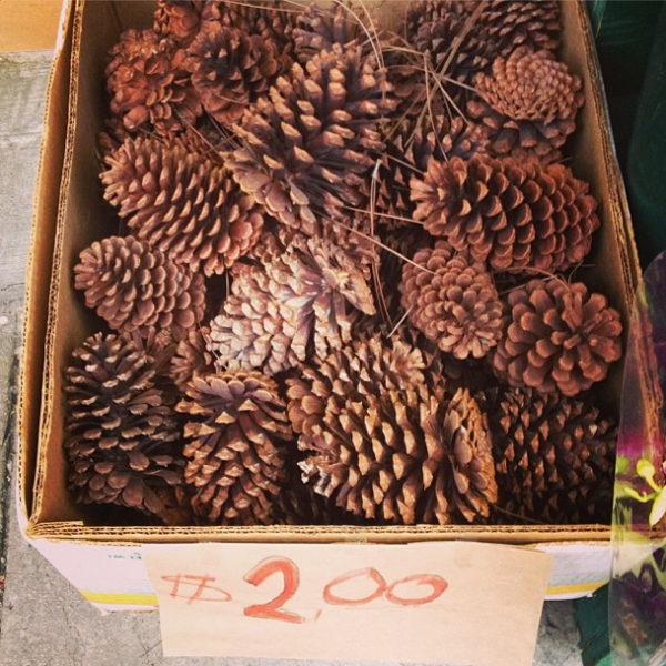 Pinecones for sale