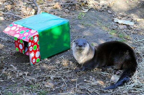 Otter opening a present at Prospect Park Zoo, via Julie Larsen Maher © WCS