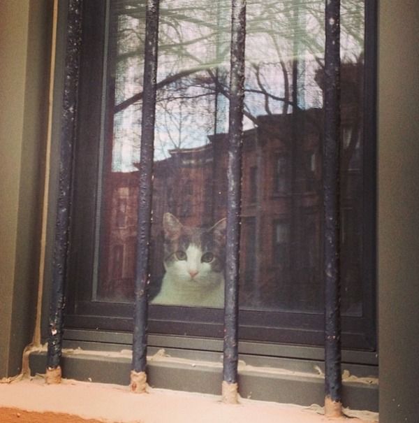 Cat Behind Bars