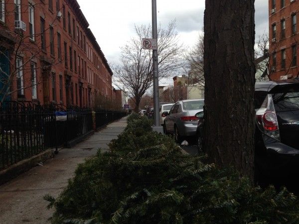 Christmas trees on curb