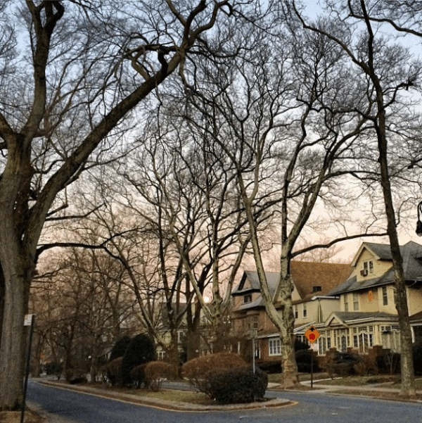 street trees and houses by donnysoots