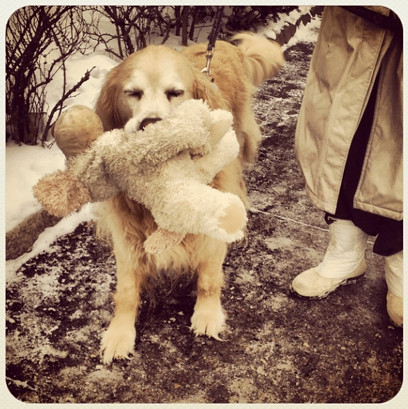 stuffed animal dog by jasminzorlu