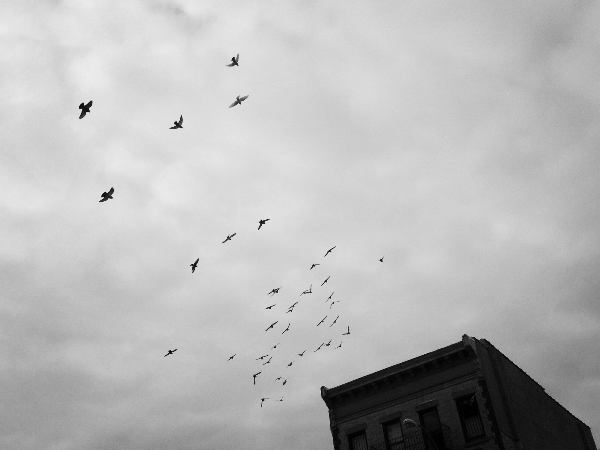 Birds Over 4th Avenue